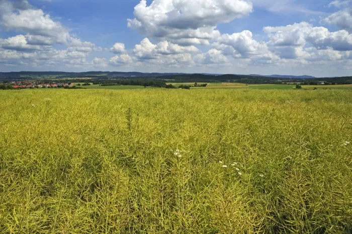 Framed Print : Ripe Rape field -Brassica napus-, Middle Franconia, Bavaria, Germany Framed Print : Ripe Rape field -Brassica napus-, Middle Franconia, Bavaria, Germany
