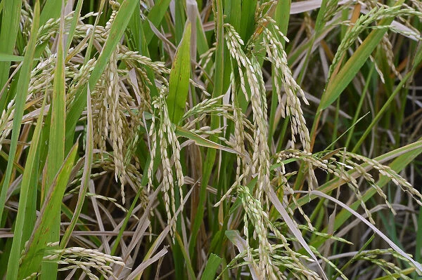 Ripe Rice grains on Rice plants -Oryza sativa-, rice paddy, Munduk, North Bali, Bali, Indonesia
