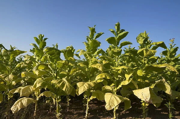 Ripe Tobacco field -Nicotiana- against blue sky, Ringsheim, Baden-Wurttemberg, Germany