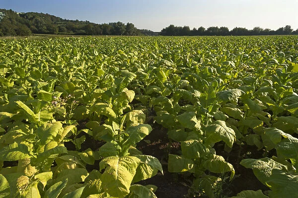 Ripe Tobacco field -Nicotiana-, Ringsheim, Baden-Wurttemberg, Germany
