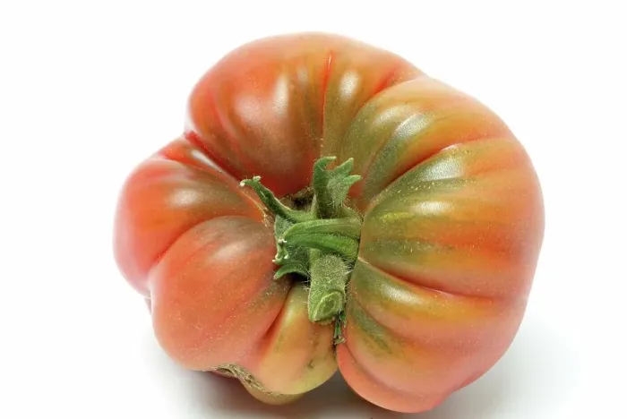 Framed Print : Ripe tomato of the Cuore di bue variety, oxheart tomato, beef tomato from Liguria, Italy Framed Print : Ripe tomato of the Cuore di bue variety, oxheart tomato, beef tomato from Liguria, Italy