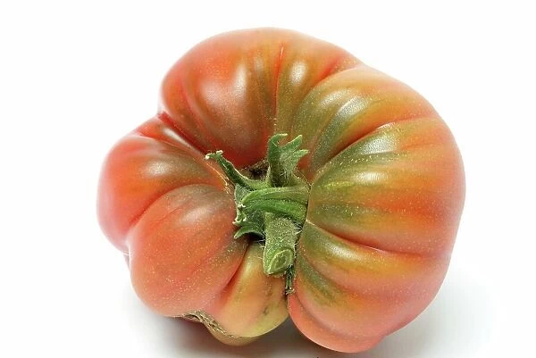 Ripe tomato of the Cuore di bue variety, oxheart tomato, beef tomato from Liguria, Italy