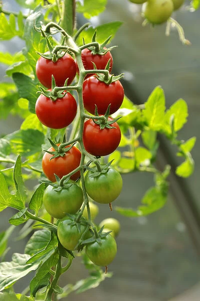 Ripe and unripe tomatoes -Solanum lycopersicum- on a panicle, Mecklenburg-Western Pomerania, Germany