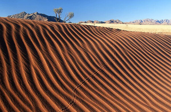 Rippled Dune Scenic