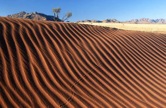 Framed Print : Rippled Dune Scenic