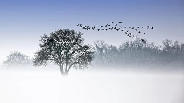 River Elbe Floodplains in winter, solitary tree, flock of birds, geese in early mist