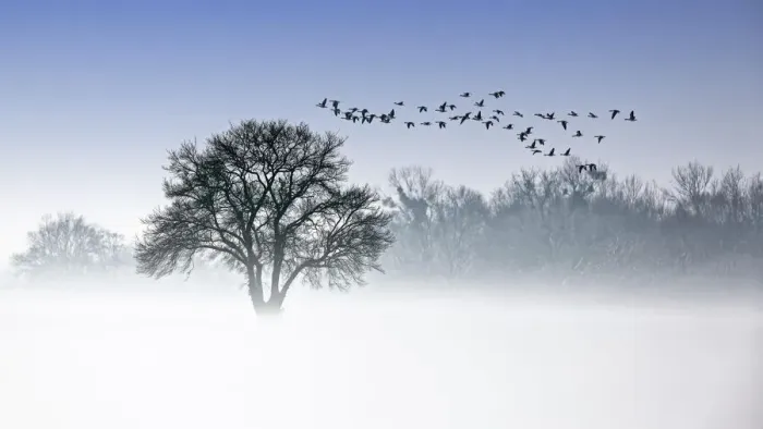Framed Print : River Elbe Floodplains in winter, solitary tree, flock of birds, geese in early mist Framed Print : River Elbe Floodplains in winter, solitary tree, flock of birds, geese in early mist