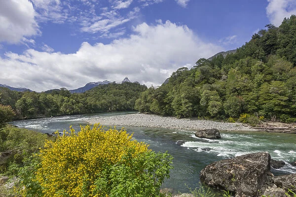 River and flowering gorse, Carretera Austral, Cisnes, Aysen Province, Chile