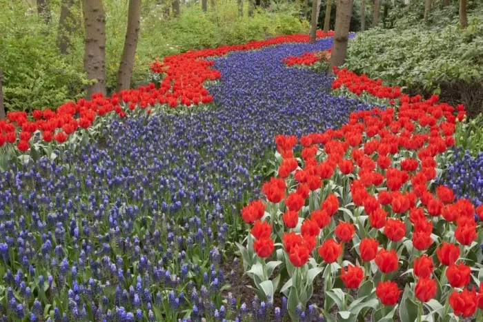 Framed Print : River of flowers, Keukenhof gardens, Netherlands Framed Print : River of flowers, Keukenhof gardens, Netherlands