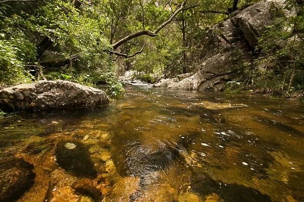 River in forest, Baviaans Kloof, Eastern Cape Province, South Africa