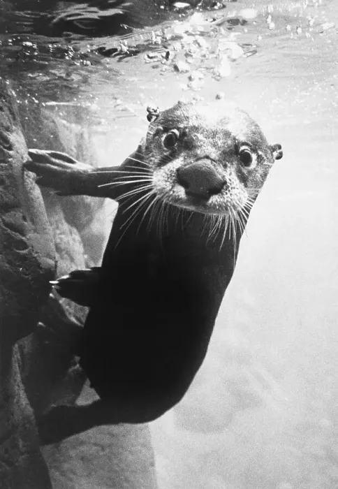 Framed Print : River Otter at Oregon Museum