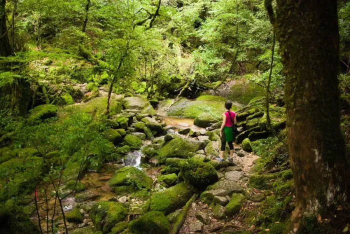 Framed Print : River stream in Unesco heritage rainforest, Japan