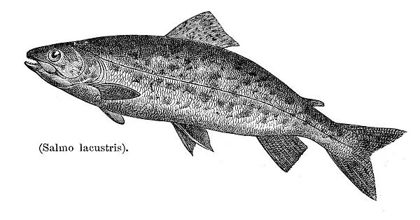 River trout engraving 1897
