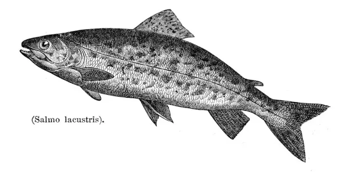 Framed Print : River trout engraving 1897
