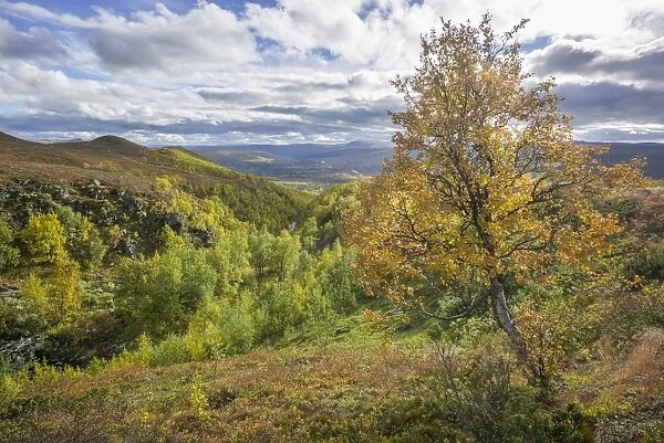 River valley and a Birch tree in autumn colours, Vindelfjaellen, Vaesterbotten County, Sweden