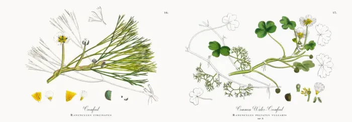 Framed Print : River Water Crowfoot, Ranunculus fluitans, Victorian Botanical Illustration, 1863 Framed Print : River Water Crowfoot, Ranunculus fluitans, Victorian Botanical Illustration, 1863
