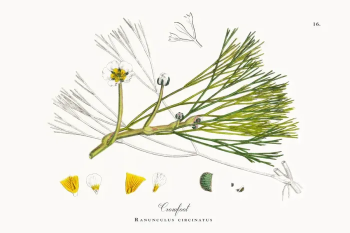 Framed Print : River Water Crowfoot, Ranunculus fluitans, Victorian Botanical Illustration, 1863 Framed Print : River Water Crowfoot, Ranunculus fluitans, Victorian Botanical Illustration, 1863