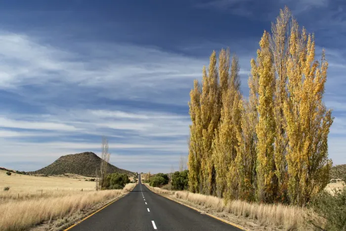 Framed Print : Road with autumn trees near Bethulie, Free State Province Framed Print : Road with autumn trees near Bethulie, Free State Province