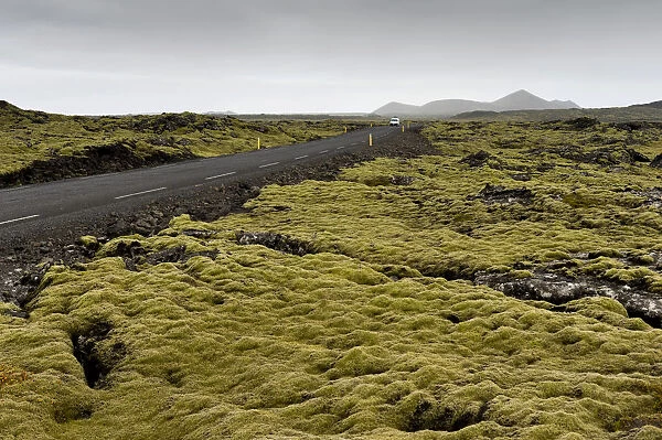 Road through a lava field, lava covered by Elongate Rock Moss -Niphotrichum elongatum-, Reykjanesskagi, Southern Peninsula or Reykjanes, Iceland