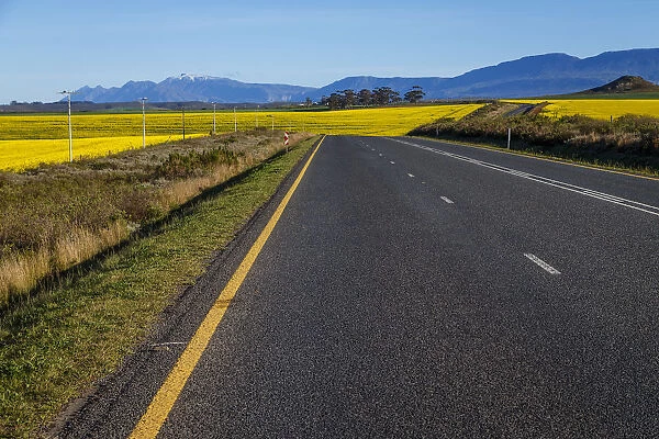 Road to Swellendam routing through the canola fields with Langeberg Mountains in the distance, Swellendam, Western Cape Province, South Africa