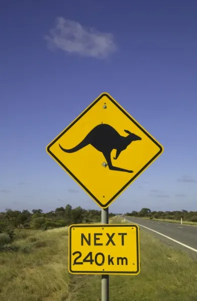 Kangaroos Crossing Print, New South Wales, Australia. Art Prints