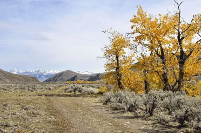 Framed Print : Roadway with autumnal coloured trees in the Big Lost River Valley, Lost River Range at back, Mackay, Idaho, USA Framed Print : Roadway with autumnal coloured trees in the Big Lost River Valley, Lost River Range at back, Mackay, Idaho, USA