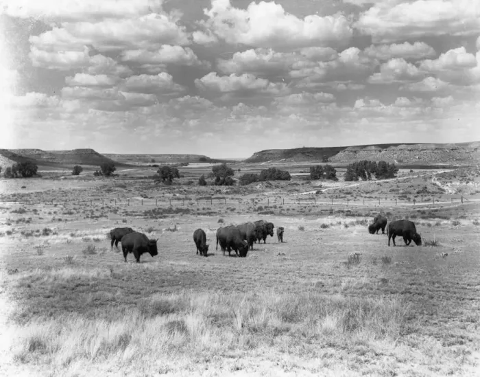 Framed Print : Roaming Buffalo