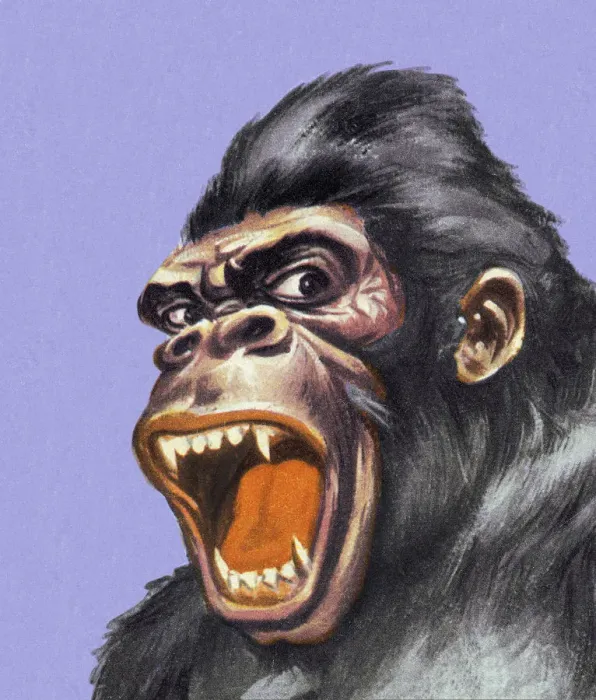 Framed Print : Roaring Gorilla Framed Print : Roaring Gorilla