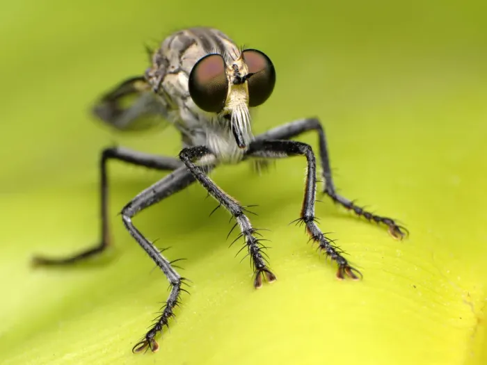 Framed Print : Robber fly Framed Print : Robber fly