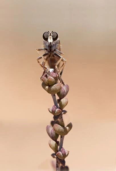 Robber Fly -Asilidae-, Goegap Nature Reserve, Namaqualand, South Africa, Africa