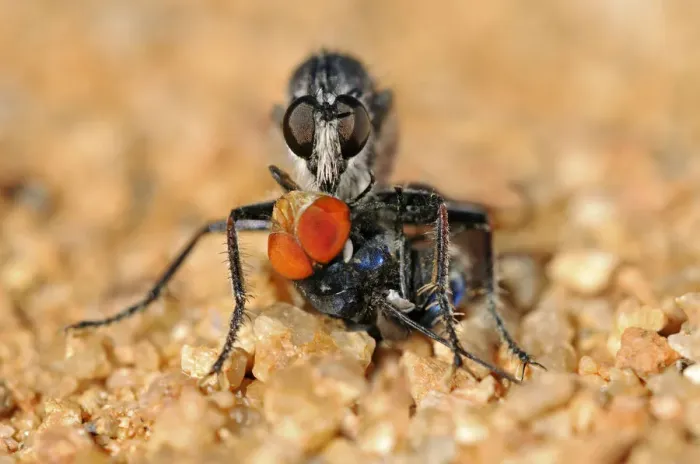 Framed Print : Robber Fly -Asilidae- with prey, Goegap Nature Reserve, Namaqualand, South Africa, Africa