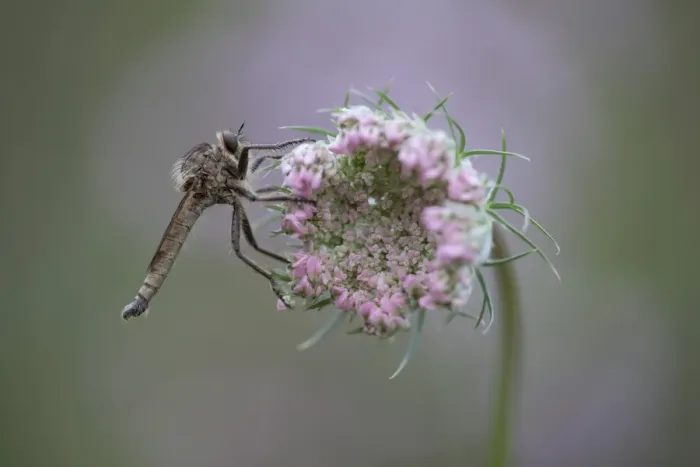 Framed Print : Robberfly -Machimus rusticus-, sitting on a flower of a wild carrot, Germany Framed Print : Robberfly -Machimus rusticus-, sitting on a flower of a wild carrot, Germany