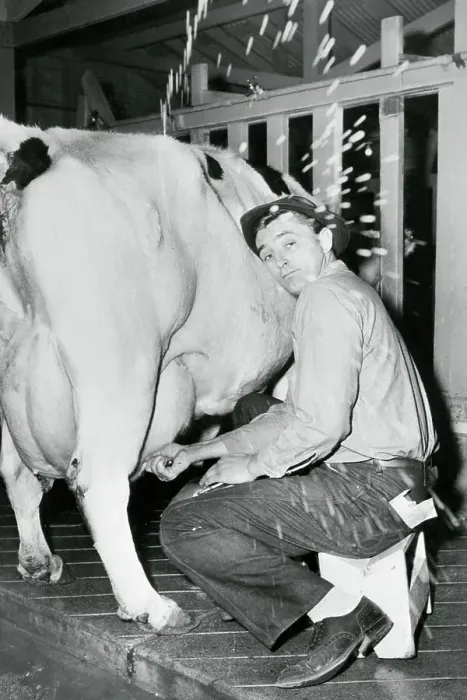 Framed Print : Robert Mitchum Milking Cow Framed Print : Robert Mitchum Milking Cow