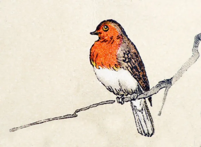 Framed Print : Robin, birds animals antique ilustration Framed Print : Robin, birds animals antique ilustration