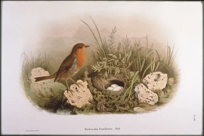 Framed Print : Robin and Eggs Framed Print : Robin and Eggs