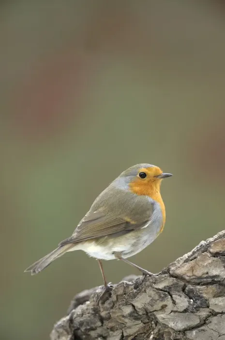 Framed Print : Robin -Erithacus rubecula- Framed Print : Robin -Erithacus rubecula-