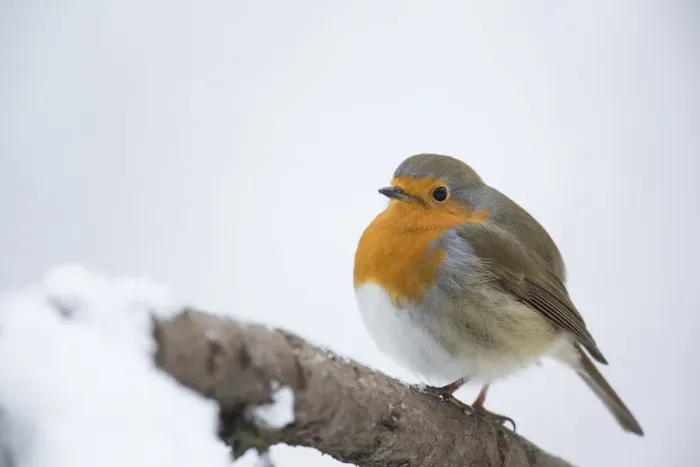 Framed Print : Robin -Erithacus rubecula-, Bensberg, Bergisches Land, North Rhine-Westphalia, Germany