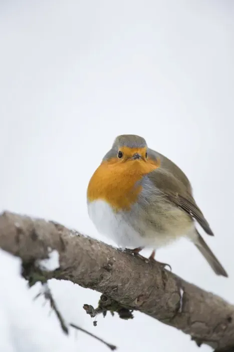 Framed Print : Robin -Erithacus rubecula-, Bensberg, Bergisches Land, North Rhine-Westphalia, Germany