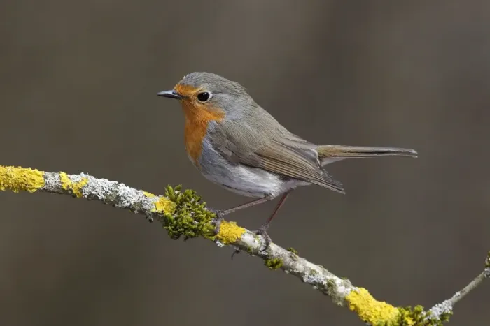 Framed Print : Robin -Erithacus rubecula- perched on a branch covered in lichen, Neunkirchen, Siegerland, North Rhine-Westphalia, Germany Framed Print : Robin -Erithacus rubecula- perched on a branch covered in lichen, Neunkirchen, Siegerland, North Rhine-Westphalia, Germany
