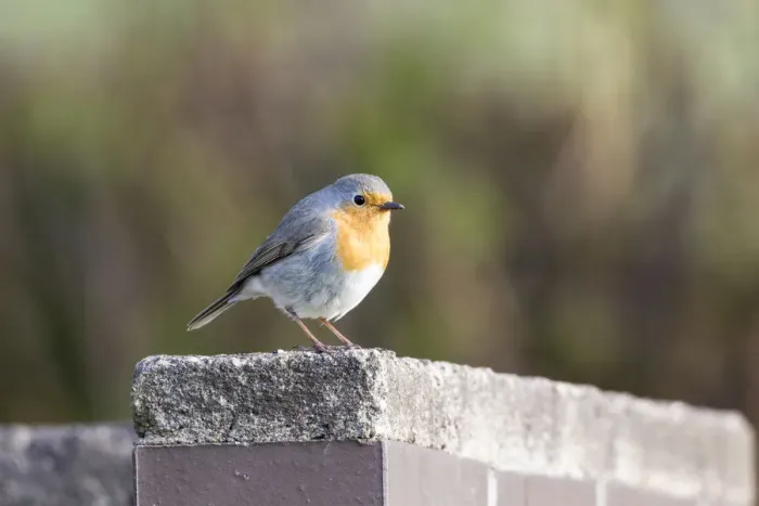 Framed Print : Robin -Erithacus rubecula-, perched on a stone wall, Fuldabruck, Fuldabruck, Hesse, Germany Framed Print : Robin -Erithacus rubecula-, perched on a stone wall, Fuldabruck, Fuldabruck, Hesse, Germany
