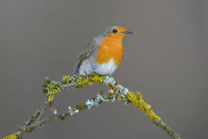 Framed Print : Robin -Erithacus rubecula- perched on a twig, Swabian Alb biosphere reserve, Schwabische Alb, Baden-Wurttemberg, Germany Framed Print : Robin -Erithacus rubecula- perched on a twig, Swabian Alb biosphere reserve, Schwabische Alb, Baden-Wurttemberg, Germany
