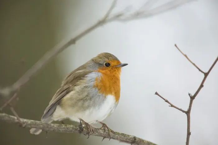 Framed Print : Robin -Erithacus rubecula- perched on twig, Bensberg, Bergisches Land, North Rhine-Westphalia, Germany