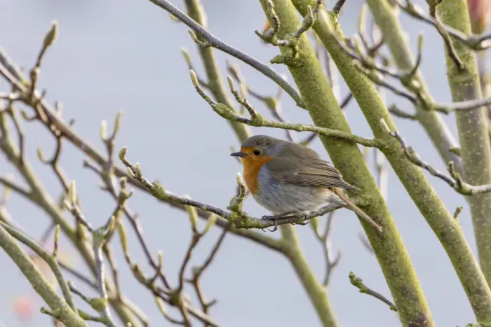 Framed Print : Robin -Erithacus rubecula-, perched on a twig, Fuldabruck, Fuldabruck, Hesse, Germany Framed Print : Robin -Erithacus rubecula-, perched on a twig, Fuldabruck, Fuldabruck, Hesse, Germany