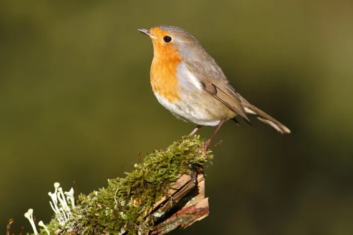 Framed Print : Robin -Erithacus rubecula- standing on moss, Neunkirchen, Siegerland district, North Rhine-Westphalia, Germany, Europe Framed Print : Robin -Erithacus rubecula- standing on moss, Neunkirchen, Siegerland district, North Rhine-Westphalia, Germany, Europe