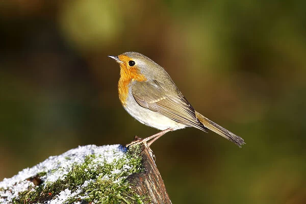 Robin -Erithacus rubecula- on a tree trunk in winter