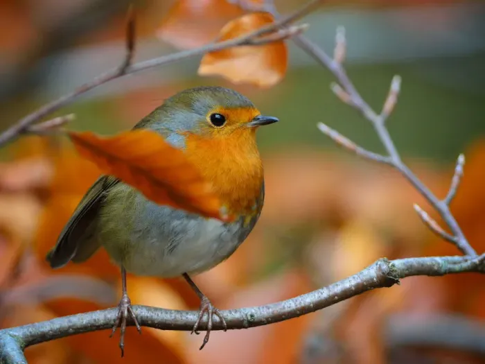 Framed Print : Robin Red Breast Hiding in Beech Tree Framed Print : Robin Red Breast Hiding in Beech Tree