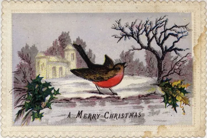 Framed Print : Robin Redbreast Framed Print : Robin Redbreast