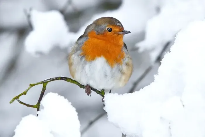 Framed Print : Robin in the snow