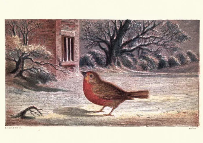 Framed Print : The Robins Christmas Eve Framed Print : The Robins Christmas Eve