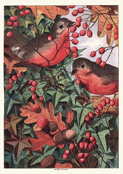 Robins eating berries